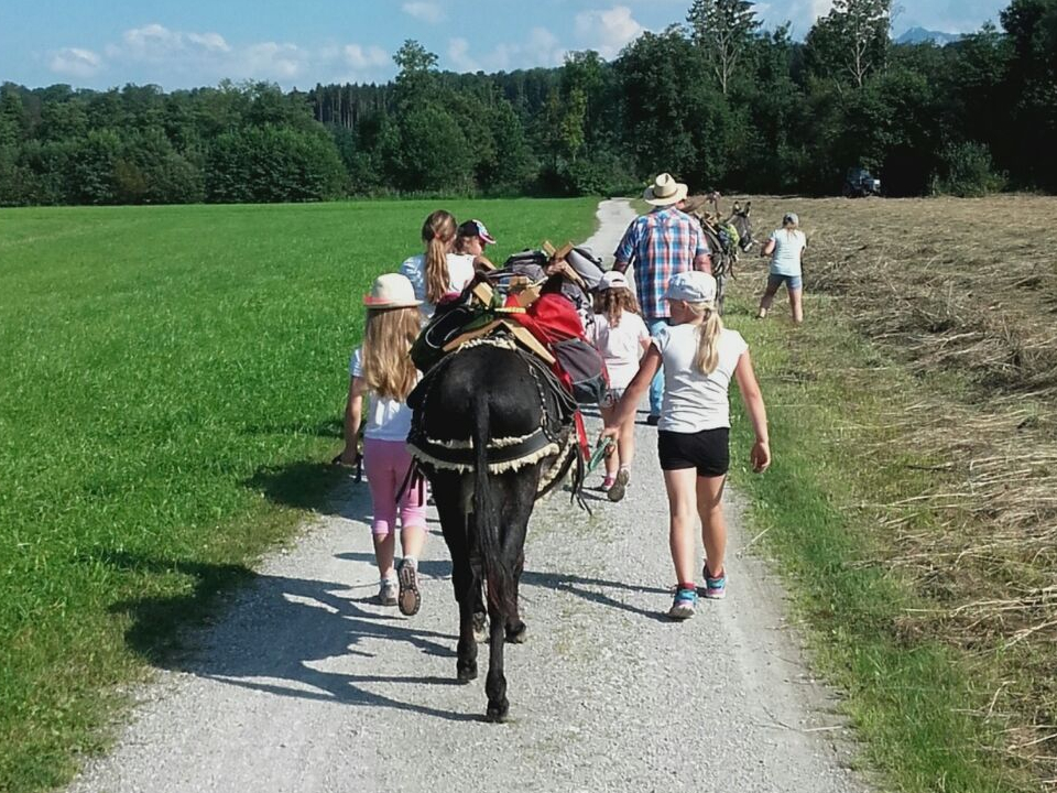 Kinder gehen mit Eseln spazieren